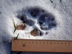 Wolfsspur im Schnee