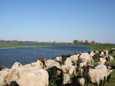 Schafe weiden an der Elbe.
