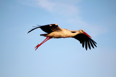 Ein Storch im_Flug auf seiner langen Reise