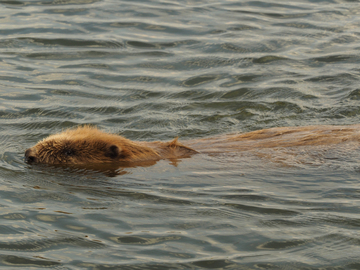 Schwimmender Biber