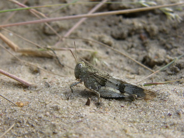 Blauflügelige Ödlandschrecke