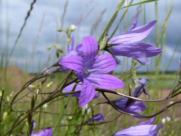 Wiesenglockenblume