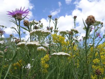 Wiesenflockenblume (Lila)