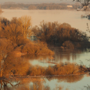 Hochwasser in der Elbtalaue bei Drethem im Januar 2024