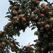 Obstbaum der historischen Alleen